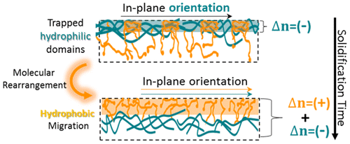 Real-Time Monitoring of Chemical and Topological Rearrangement in Solidifying Amphiphilic Co-Networks: Understanding Surface Demixing