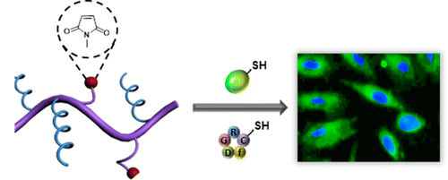 Design and Synthesis of Water-Soluble Multifunctionalizable Thiol-Reactive Polymeric Supports for Cellular Targeting