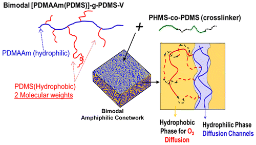 High Strength Bimodal Amphiphilic Conetworks for Immunoisolation Membranes: Synthesis, Characterization, and Properties