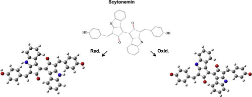 Reduced and oxidised scytonemin: Theoretical protocol for Raman spectroscopic identification of potential key biomolecules for astrobiology
