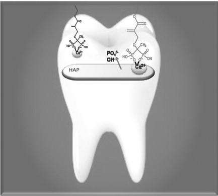 Novel Bisphosphonated Methacrylates: Synthesis, Polymerizations, and Interactions with Hydroxyapatite