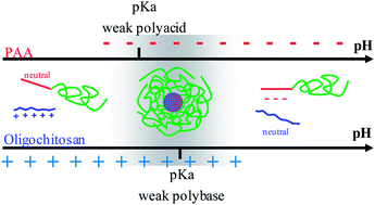 Synthesis of double hydrophilic block copolymers and induced assembly with oligochitosan for the preparation of polyion complex micelles