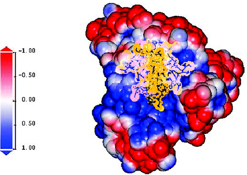Protein Specificity of Charged Sequences in Polyanions and Heparins