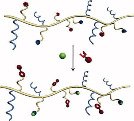 Orthogonally functionalizable copolymers based on a novel reactive carbonate monomer