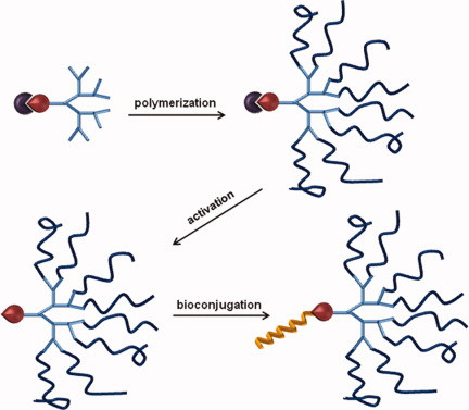 Maleimide-based thiol reactive multiarm star polymers via Diels-Alder/retro Diels-Alder strategy
