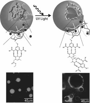 Molecular Recognition Induced Self-Assembly of Diblock Copolymers: Microspheres to Vesicles