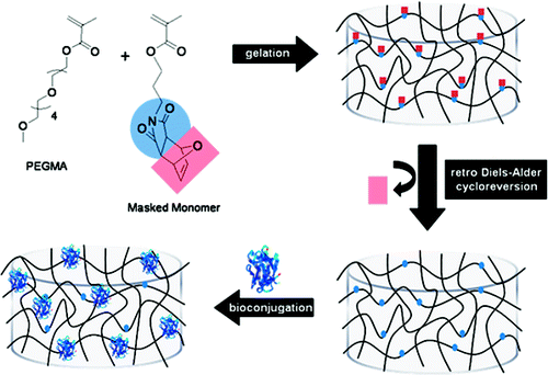 Fabrication of Maleimide Containing Thiol Reactive Hydrogels via Diels−Alder/Retro-Diels−Alder Strategy