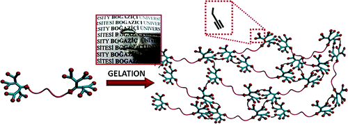 Fabrication of “Clickable” Hydrogels via Dendron−Polymer Conjugates