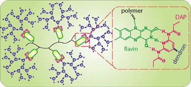 Recognition mediated encapsulation and isolation of flavin–polymer conjugates using dendritic guest moieties