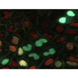 Erman Lab