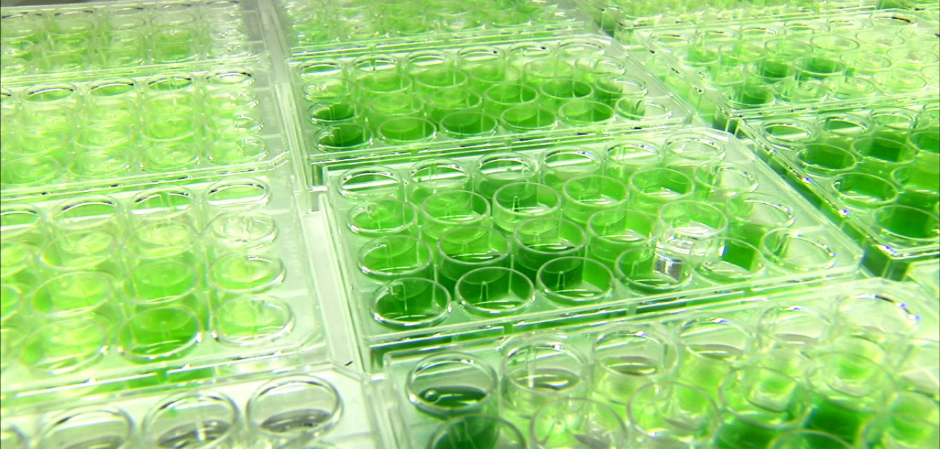 Comprehensive algae collection