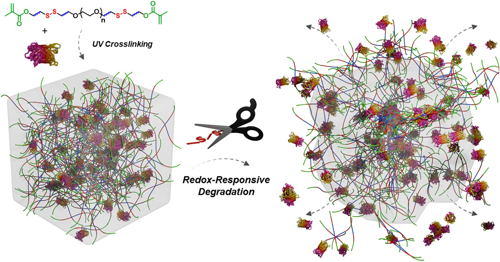 Redox-responsive photo-polymerizable PEG-based hydrogels: diverse functionalization, 3D-printing, and on-demand degradation for protein release