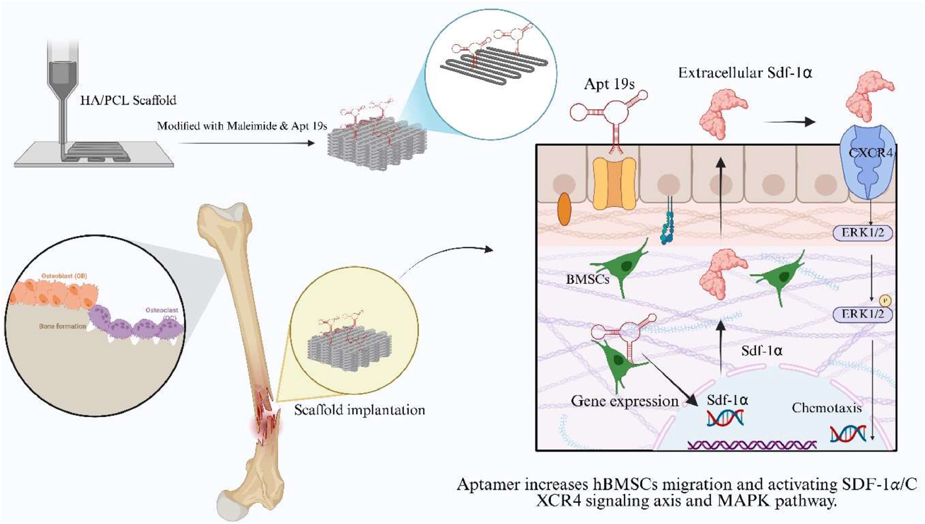 Aptamer-conjugated 3d-printed hydroxyapatite/polycaprolactone scaffolds enhance osteogenic differentiation of human bone marrow-derived mesenchymal stem cells