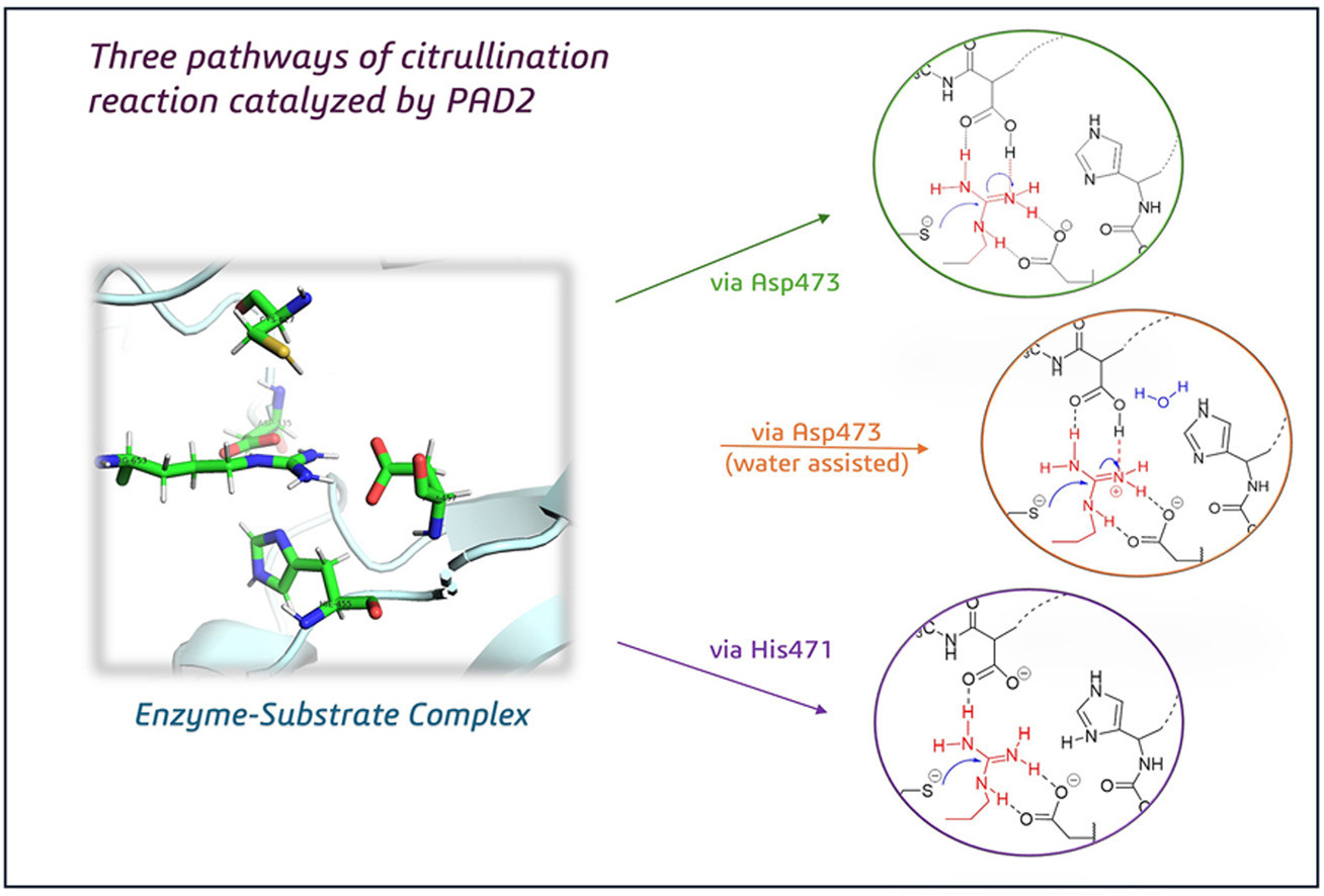 Computational insights into substrate-assisted citrullination mechanisms of PAD2 isozyme: A comparative analysis of reaction pathways