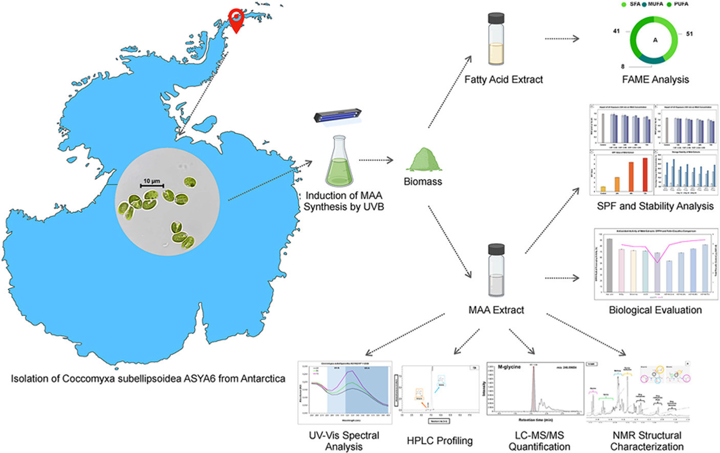 Psychrotolerant Coccomyxa subellipsoidea ASYA6 for sustainable UV protection: A novel green source of mycosporine-like amino acids