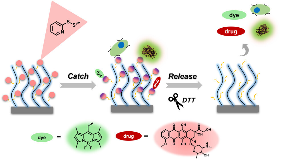 Orthogonally Functionalizable Redox-Responsive Polymer Brushes: Catch and Release Platform for Proteins and Cells