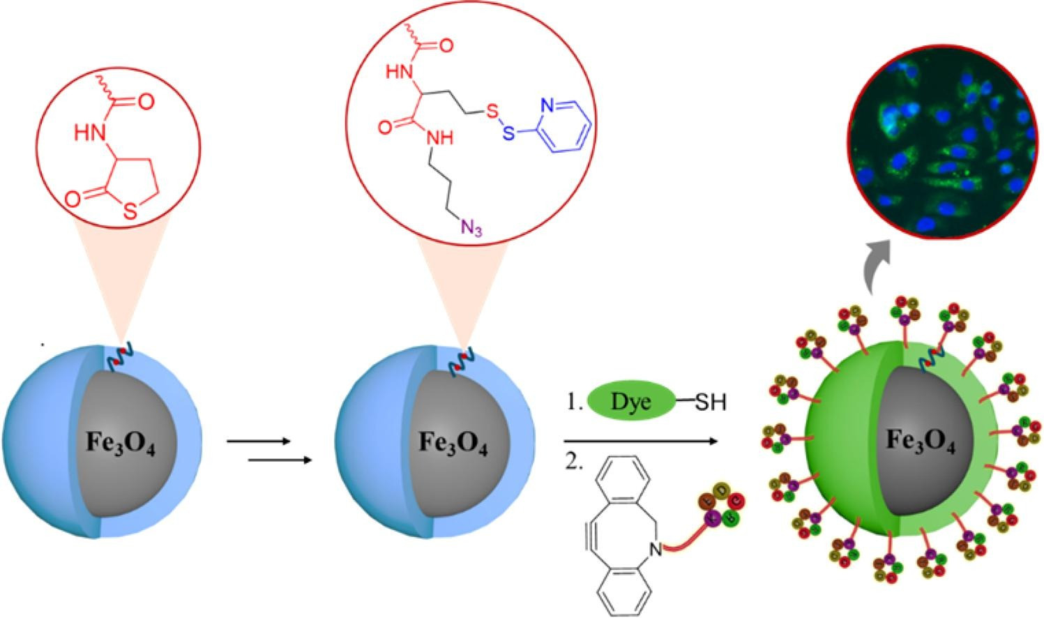 Dual-functionalizable thiolactone-containing polymer brush-coated magnetic nanoparticles: ‘Clickable' and redox-responsive platforms
