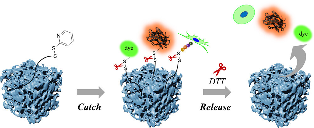 Redox-Responsive "Catch and Release" Cryogels: A Versatile Platform for Capture and Release of Proteins and Cells