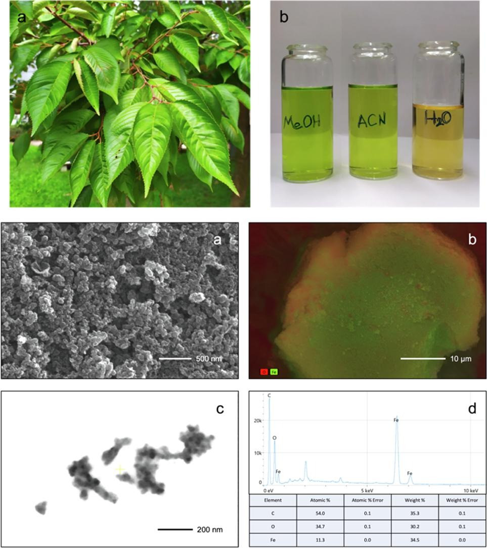 Isolation and characterization of quercetin from Prunus Serrulata leaf extract in the synthesis of Fe3O4 nanoparticles