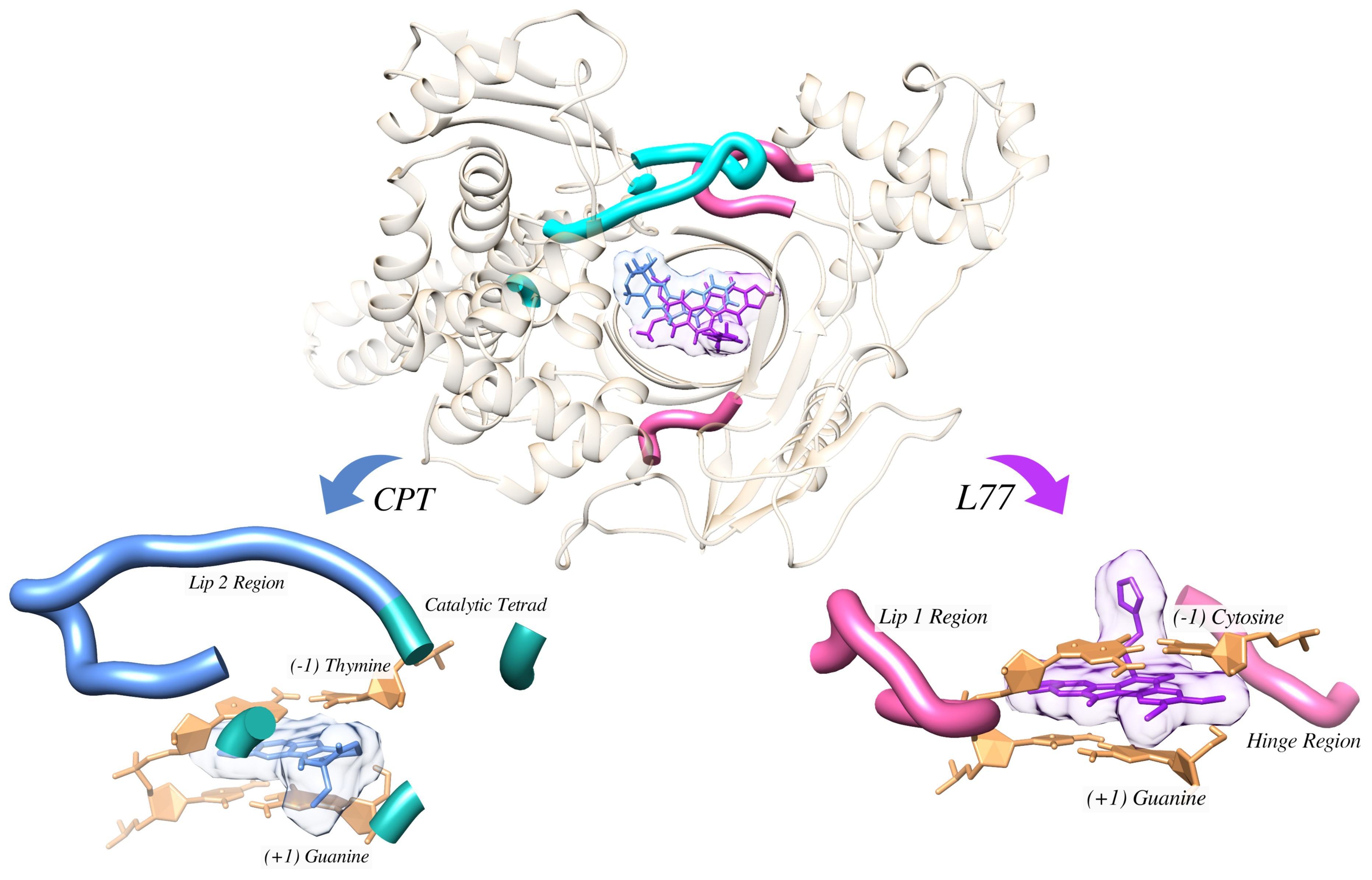 DNA Preference of Indenoisoquinolines: A Computational Approach