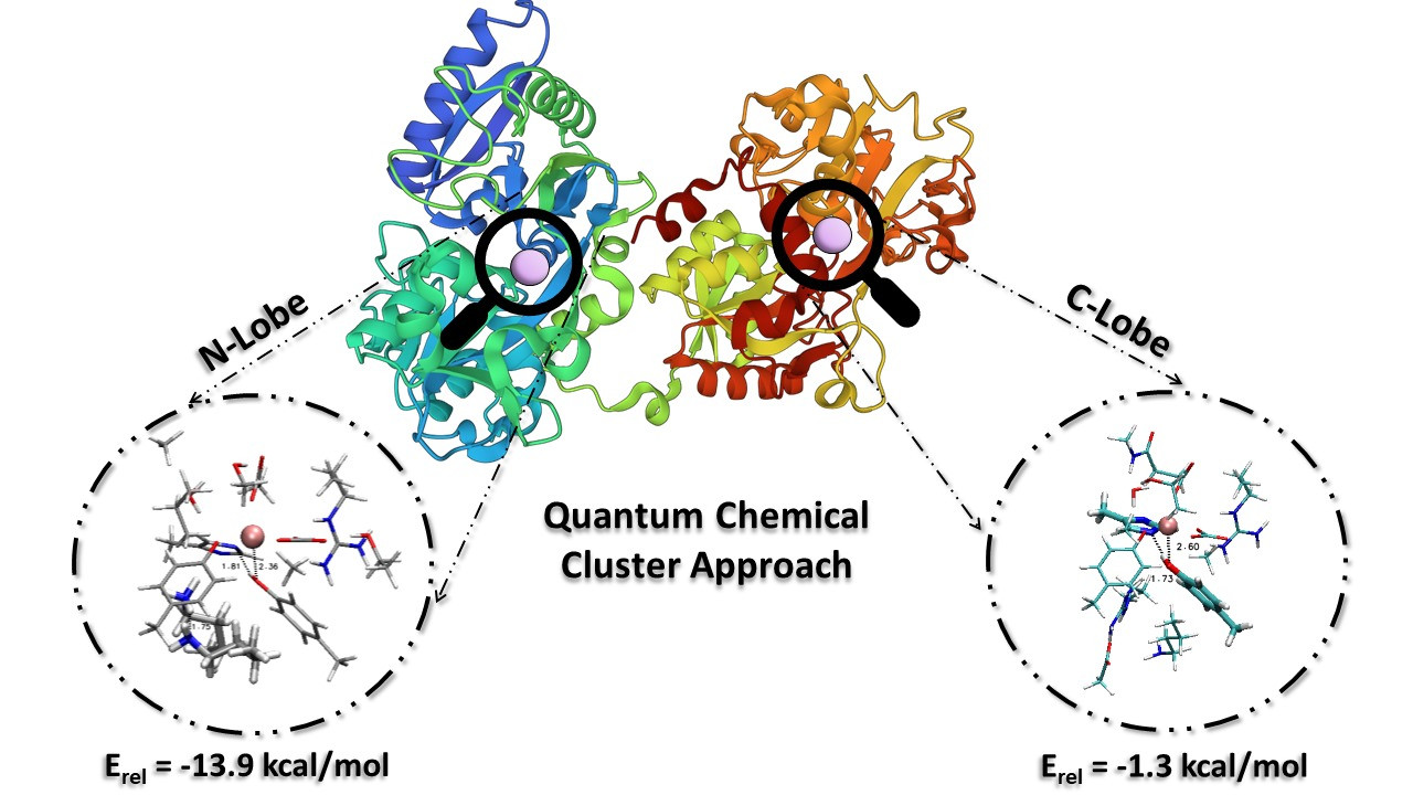 Investigation of iron release from the N- and C-lobes of human serum transferrin by quantum chemical calculations