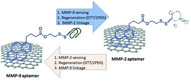 Catch and release strategy of matrix metalloprotease aptamers via thiol–disulfide exchange reaction on a graphene based electrochemical sensor