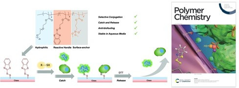 Benzothiazole-disulfide based redox-responsive polymers: facile access to reversibly functionalizable polymeric coatings
