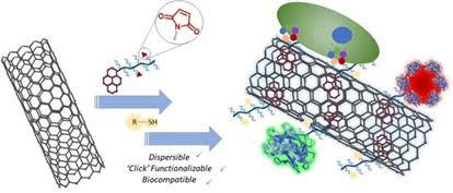 Tailoring Aqueous Dispersibility and Biofunctionalization of Carbon Nanotubes Using Maleimide-Containing Clickable Polymers