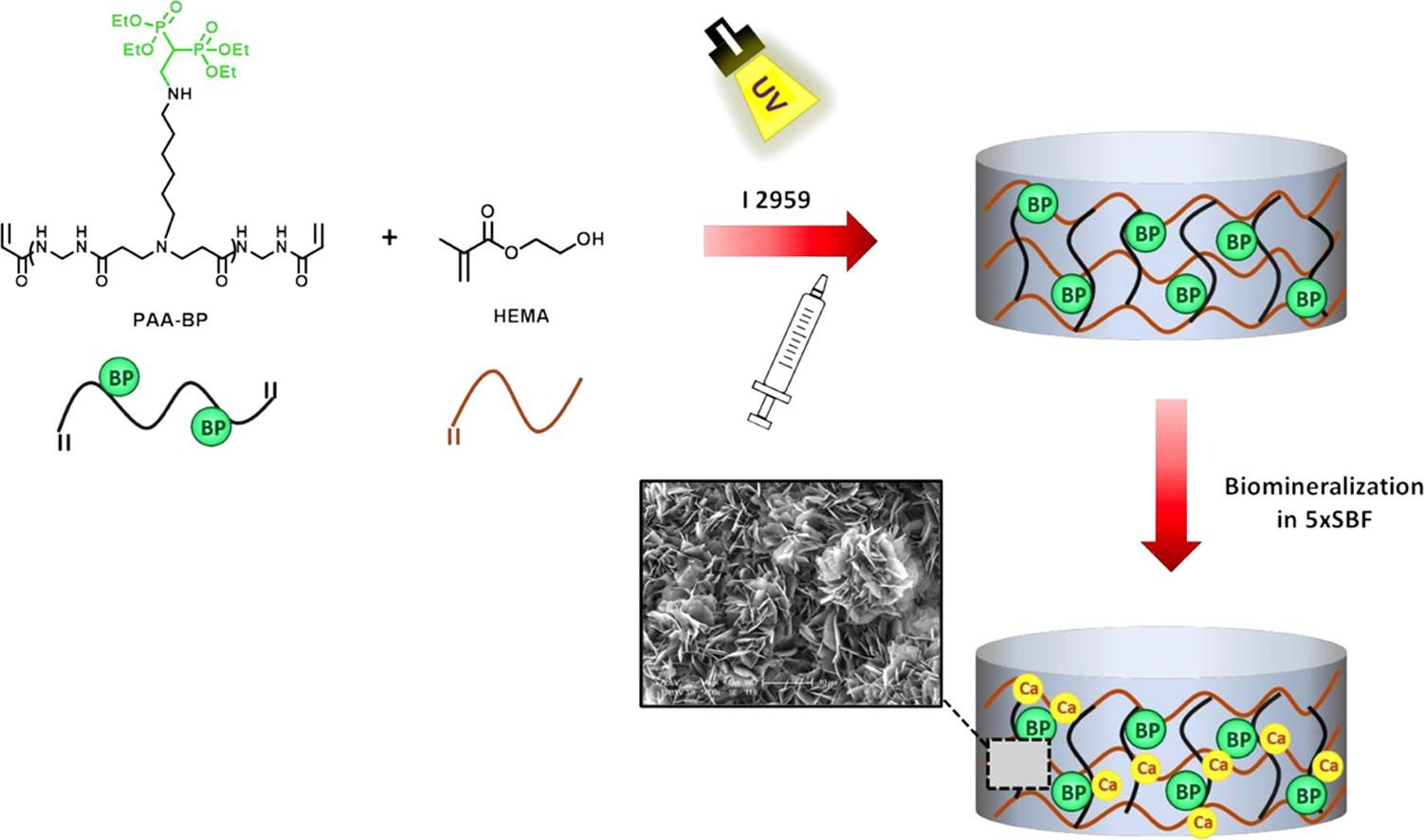 Bisphophonate-Functionalized Poly(AmidoAmine)Crosslinked 2-Hydroxyethyl Methacrylate Hydrogel as Tissue Engineering Scaffold
