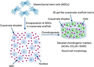 Chondro-inductive hyaluronic acid/chitosan coacervate-based scaffolds for cartilage tissue engineering