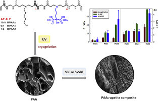 Alendronate-functionalized poly(amido amine) cryogels of high-toughness for biomedical applications