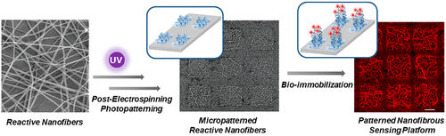 Micropatterned Reactive Nanofibers: Facile Fabrication of a Versatile Biofunctionalizable Interface