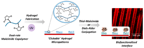 Fabrication of Patterned Hydrogel Interfaces: Exploiting the Maleimide Group as a Dual Purpose Handle for Cross-Linking and Bioconjugation