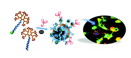 Trastuzumab targeted micellar delivery of docetaxel using dendron-polymer conjugates