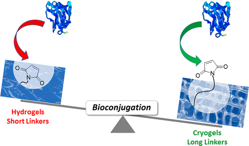 Thiol-Reactive Clickable Cryogels: Importance of Macroporosity and Linkers on Biomolecular Immobilization
