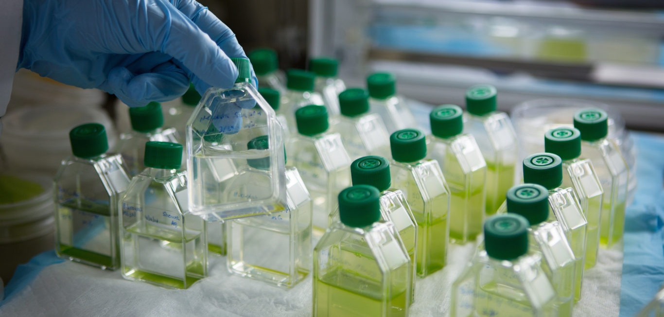 Comprehensive algae collection