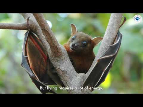 Bağışıklık gizemi #BoğaziçiBuzz